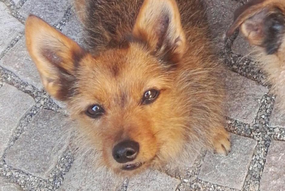 Alerta de Desaparición Perro cruce Hembra , 18 años Kunheim Francia