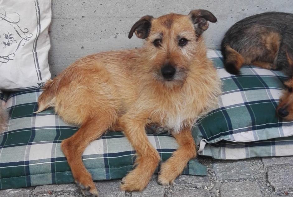 Verdwijningsalarm Hond rassenvermenging Mannetje , 15 jaar Kunheim Frankrijk